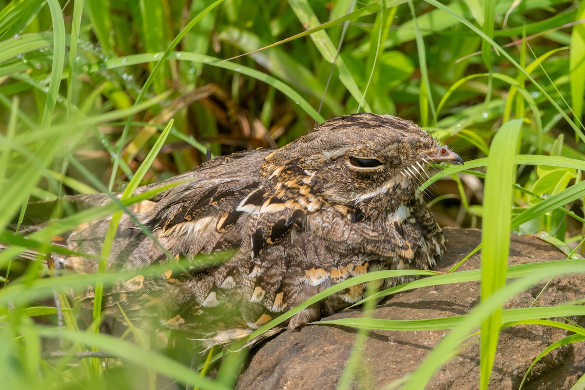 Indian Nightjar - ML637911194
