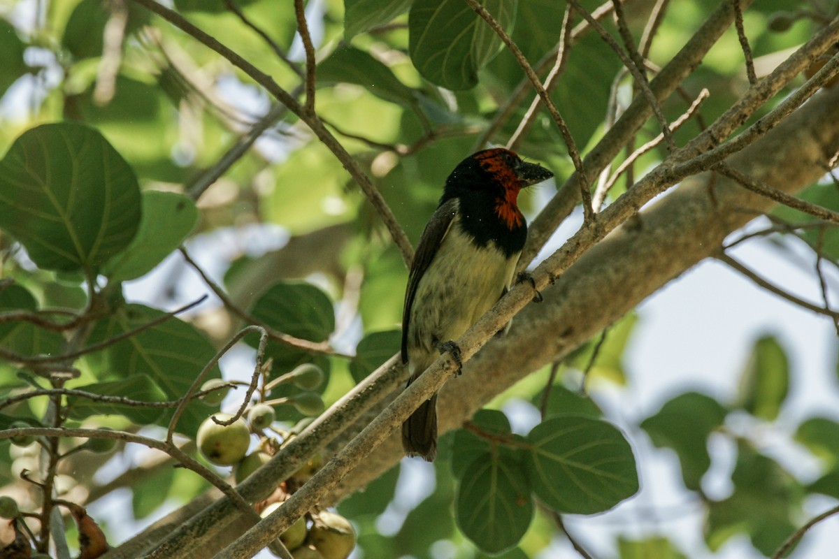 Black-collared Barbet - ML637911209