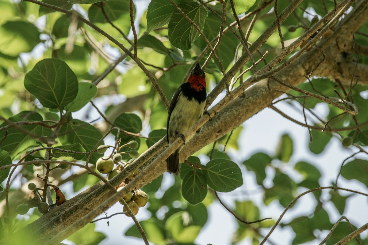 Black-collared Barbet - ML637911210