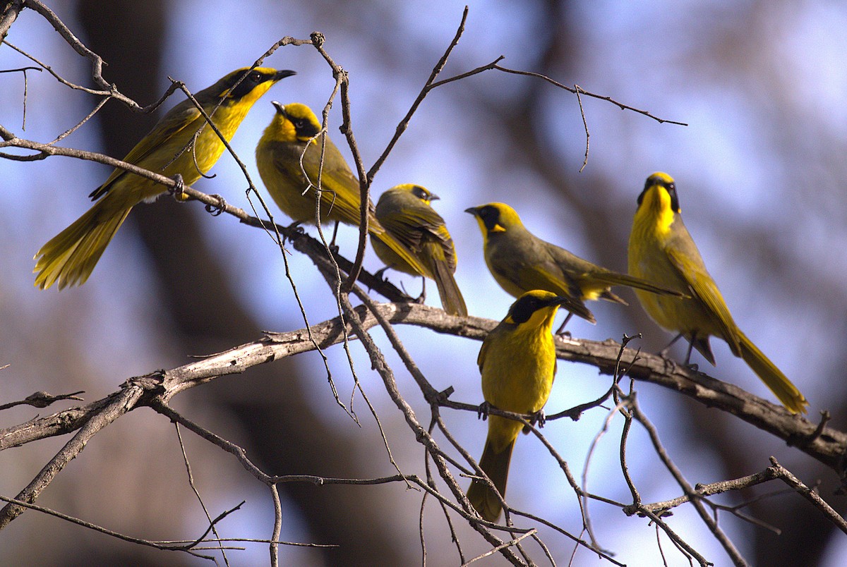 Yellow-tufted Honeyeater - ML637911220
