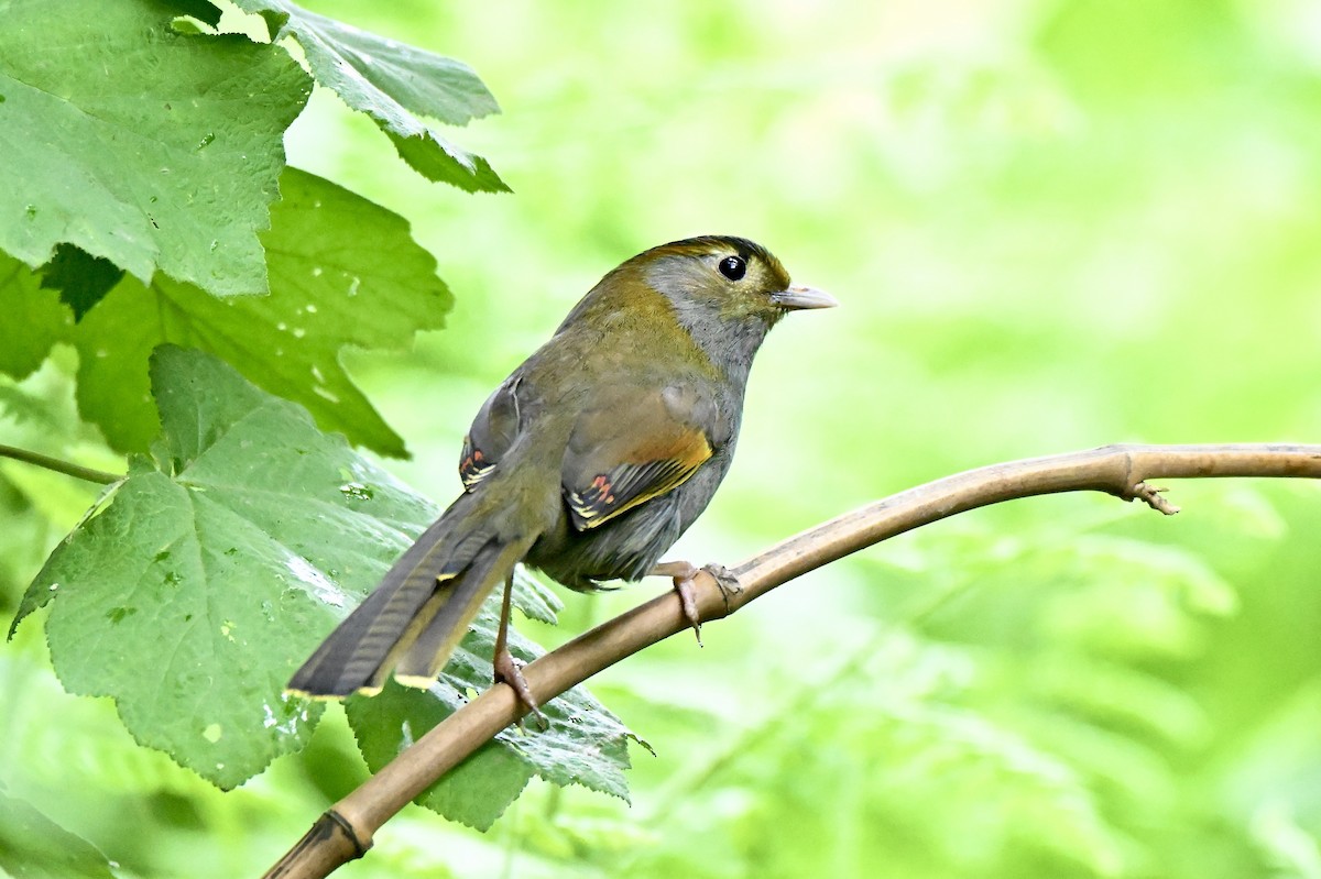Emei Shan Liocichla - ML637911225