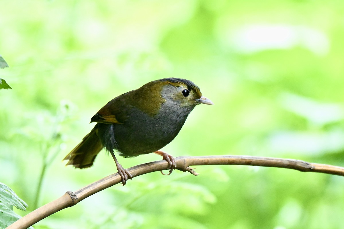 Emei Shan Liocichla - ML637911227