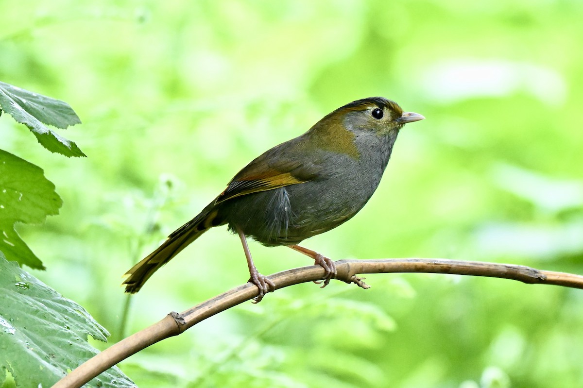 Emei Shan Liocichla - ML637911228