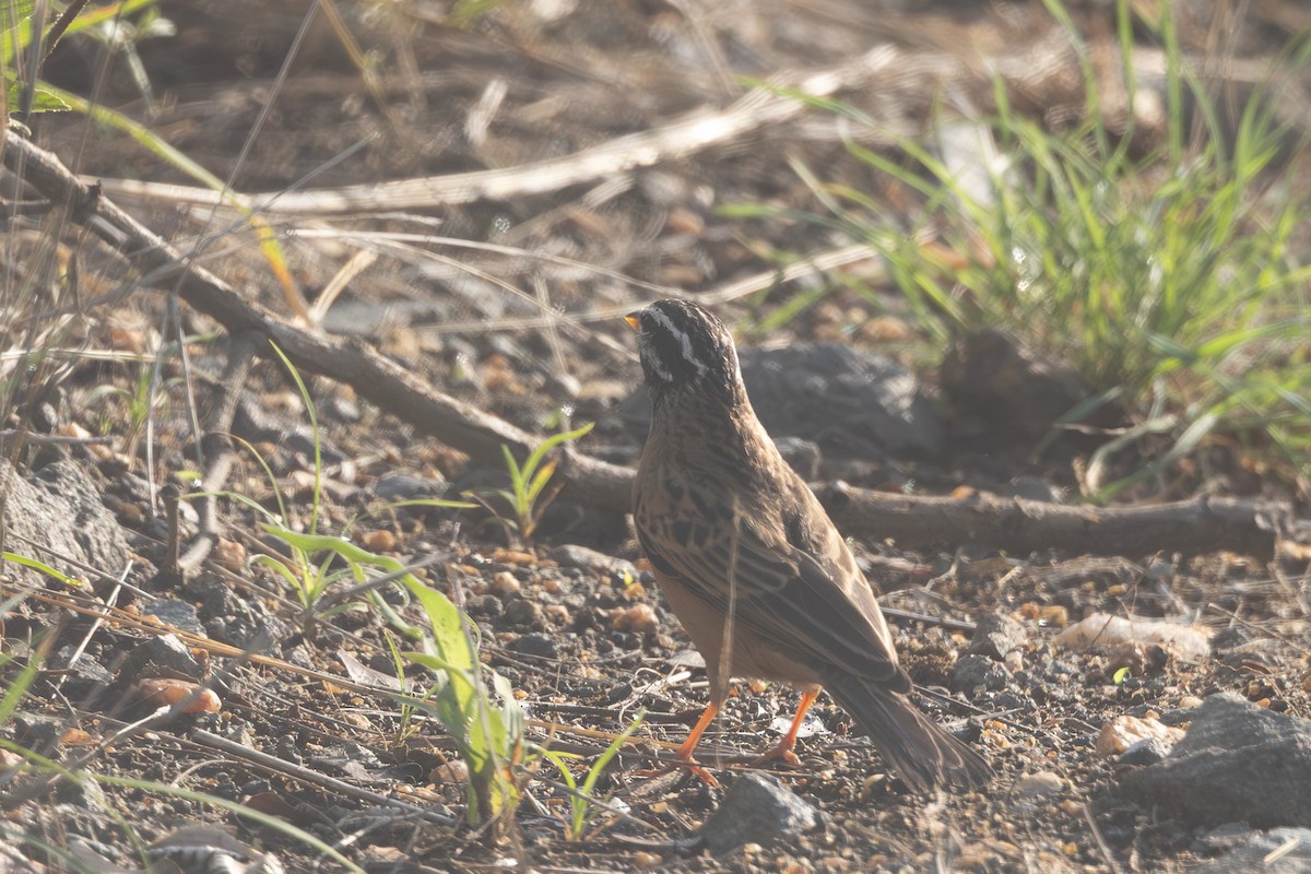 Cinnamon-breasted Bunting - ML637911241