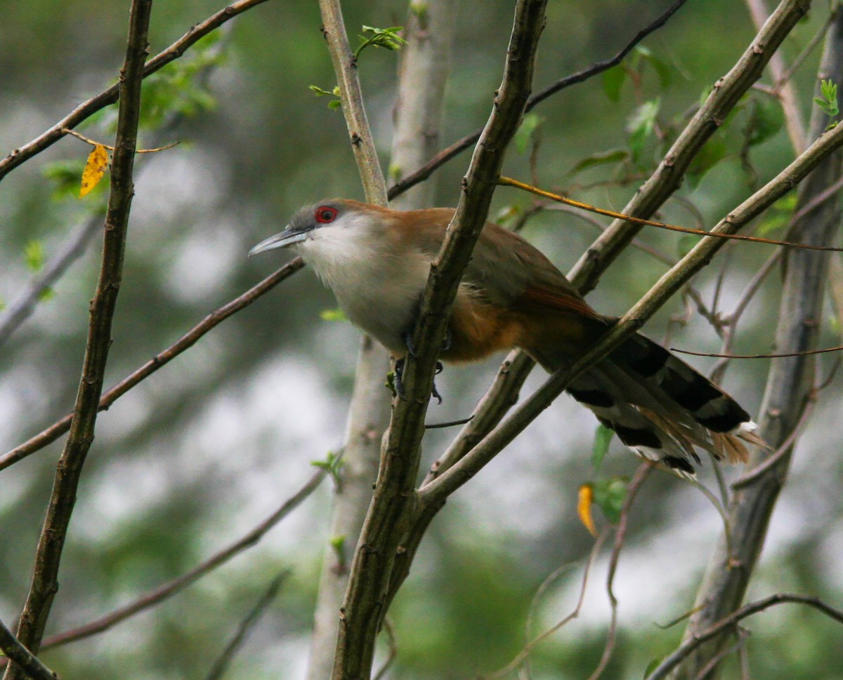 Great Lizard-Cuckoo (Cuban) - ML637911242