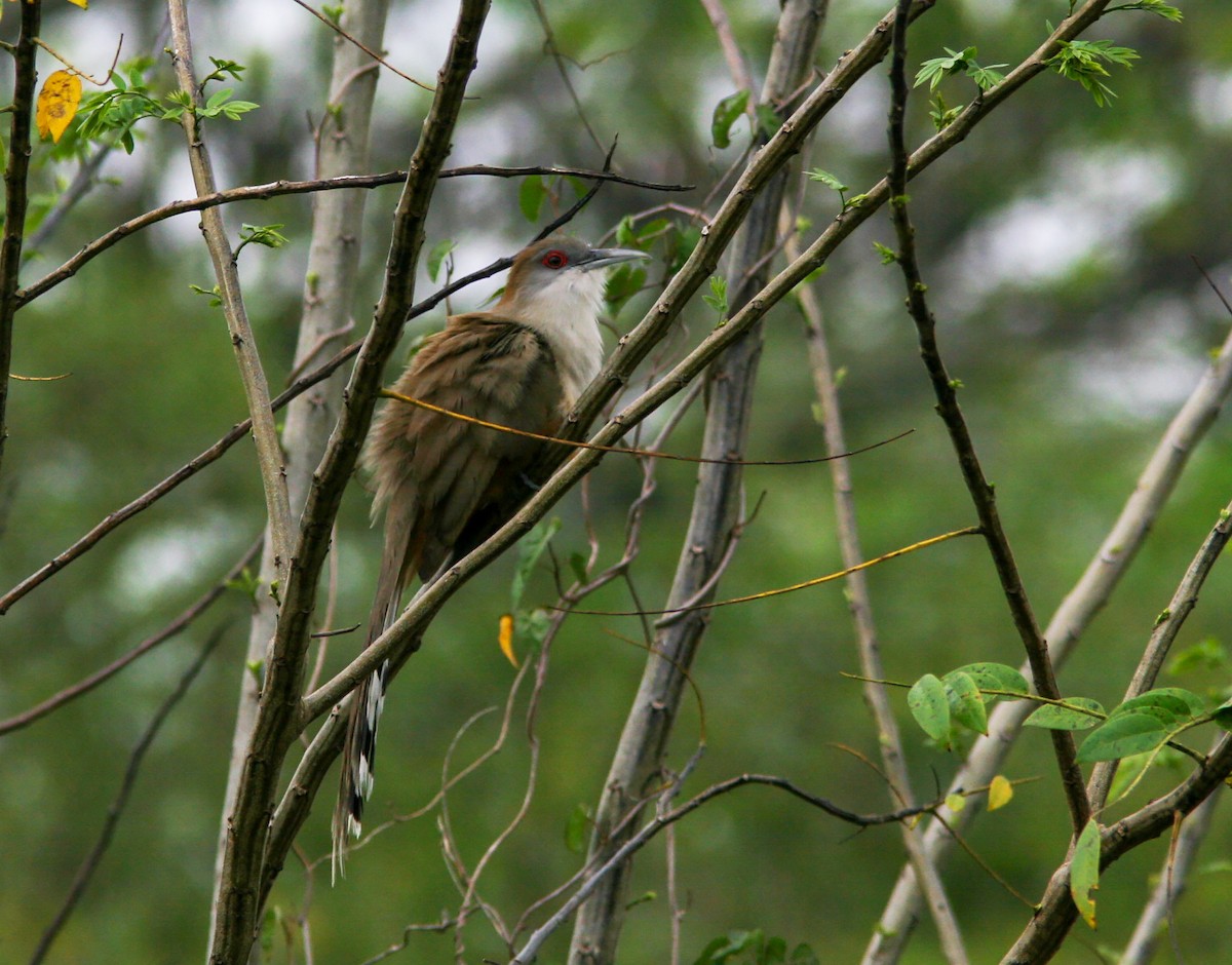Great Lizard-Cuckoo (Cuban) - ML637911244