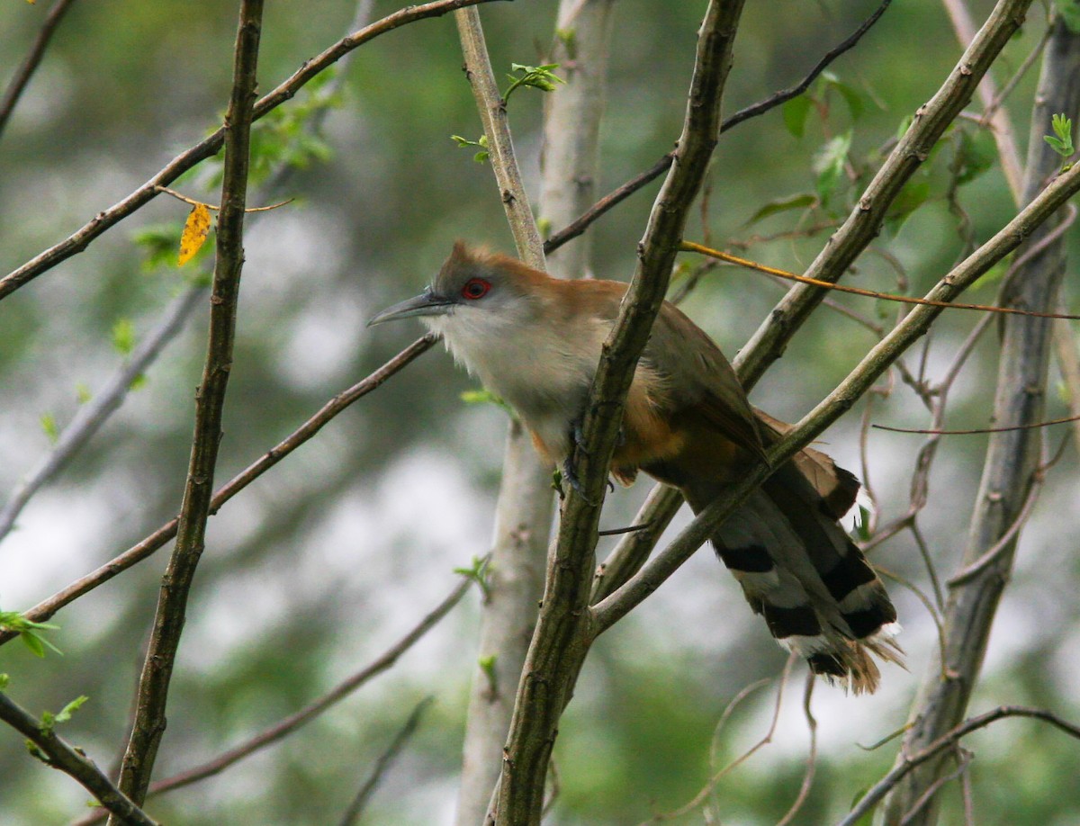 Great Lizard-Cuckoo (Cuban) - ML637911245