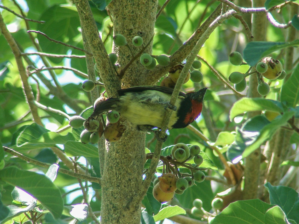 Black-collared Barbet - ML637911250