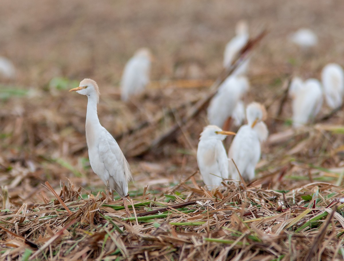 Western Cattle-Egret - ML637911254