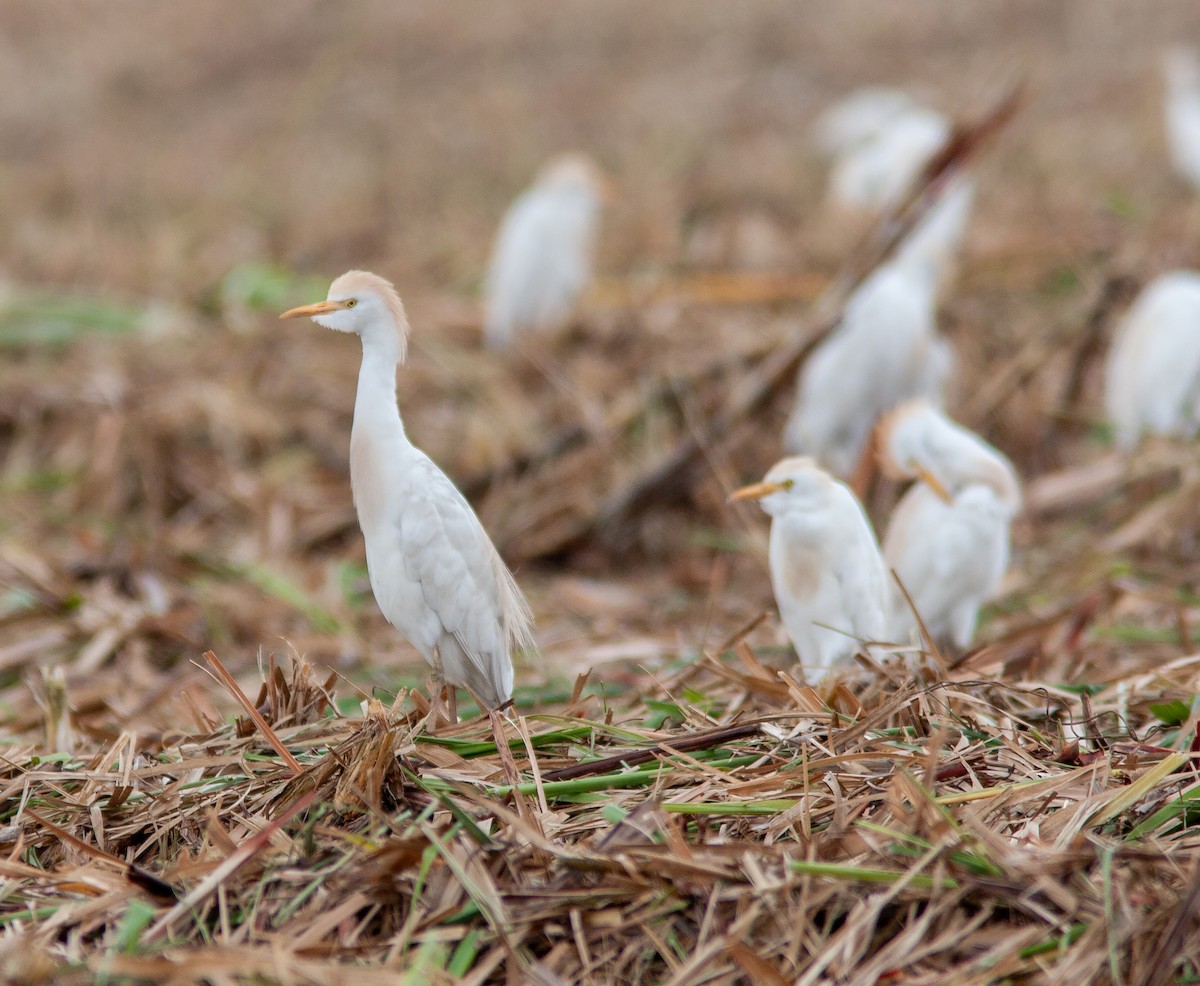 Western Cattle-Egret - ML637911255