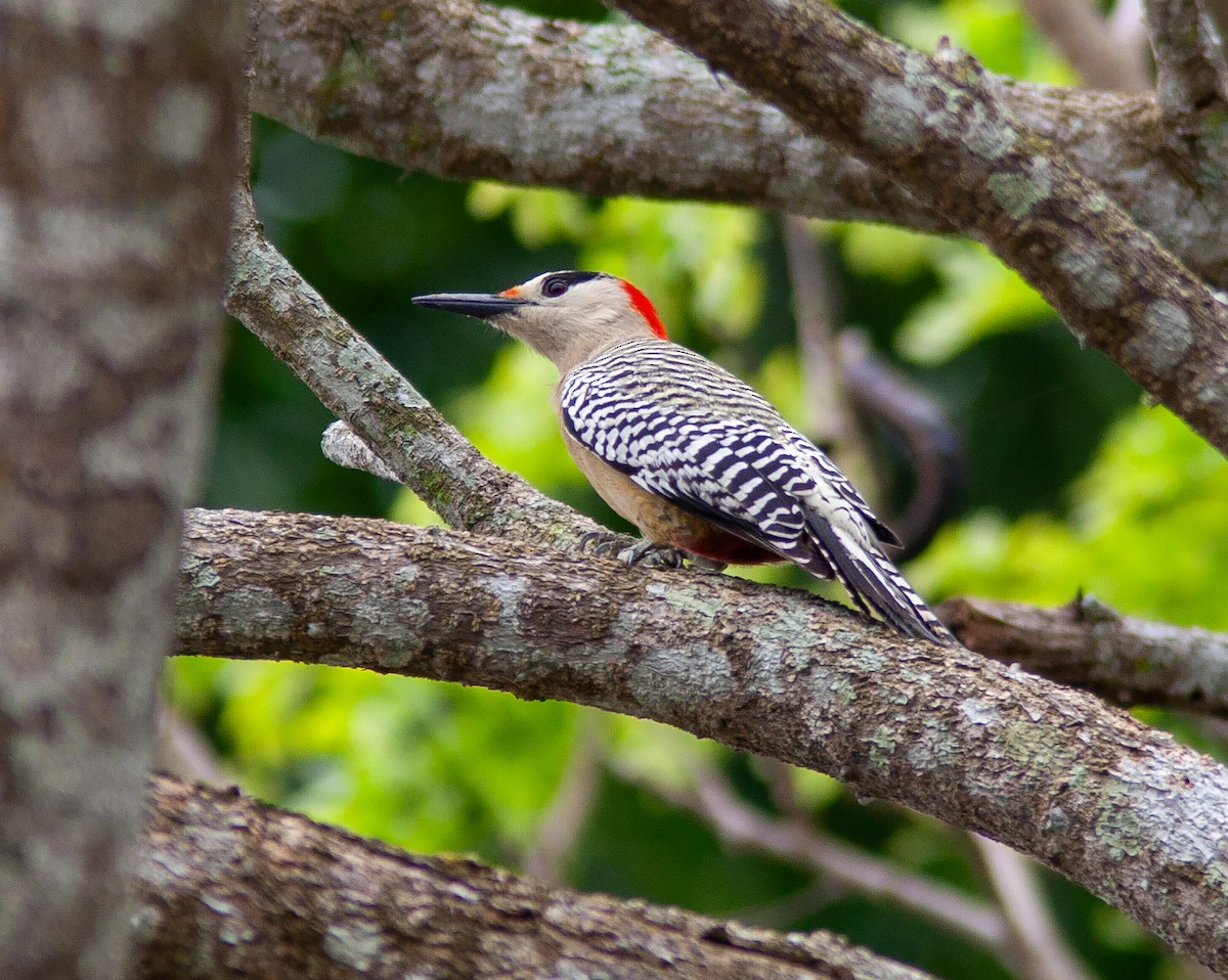 West Indian Woodpecker - ML637911258