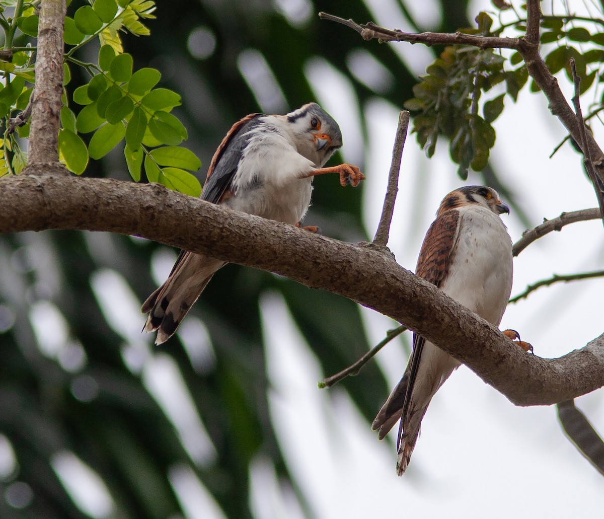 American Kestrel (Cuban) - ML637911271
