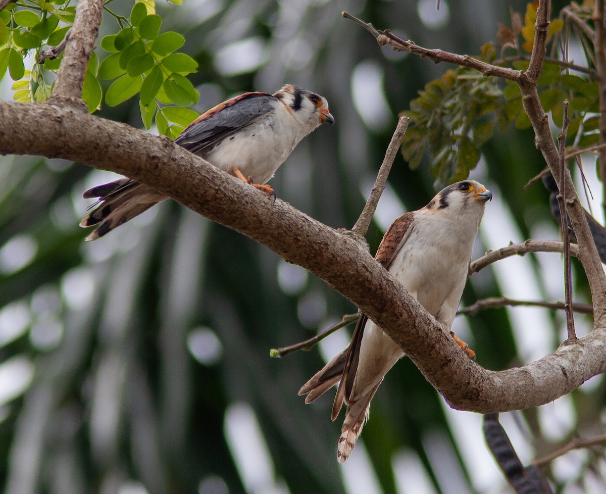 American Kestrel (Cuban) - ML637911274