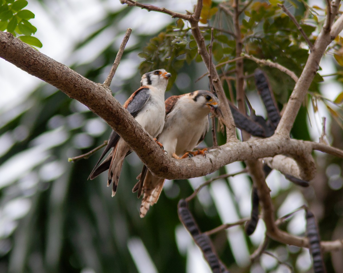 American Kestrel (Cuban) - ML637911281