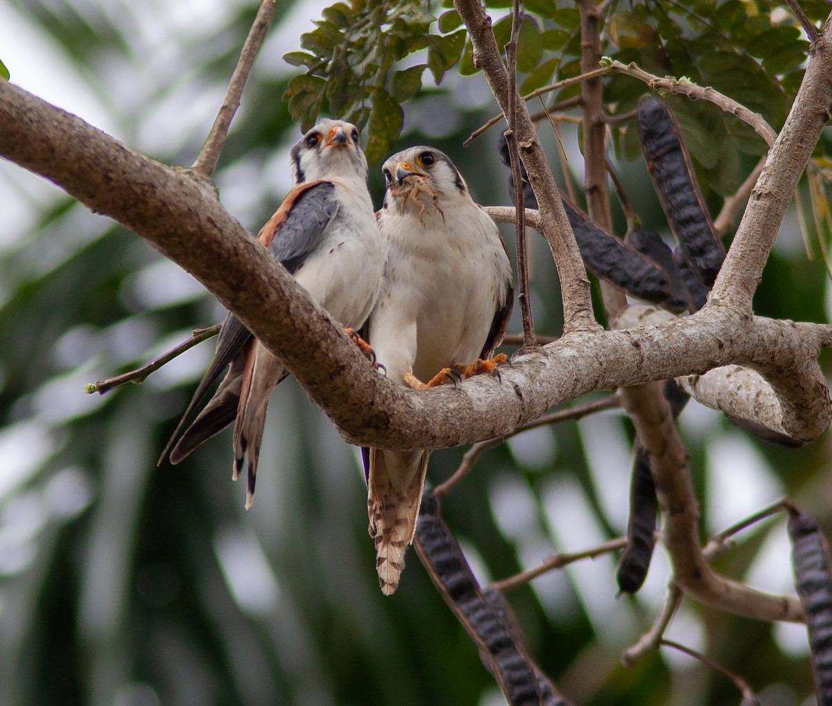 American Kestrel (Cuban) - ML637911287