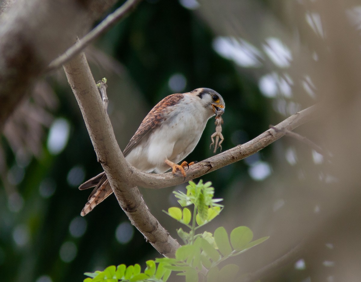 American Kestrel (Cuban) - ML637911290