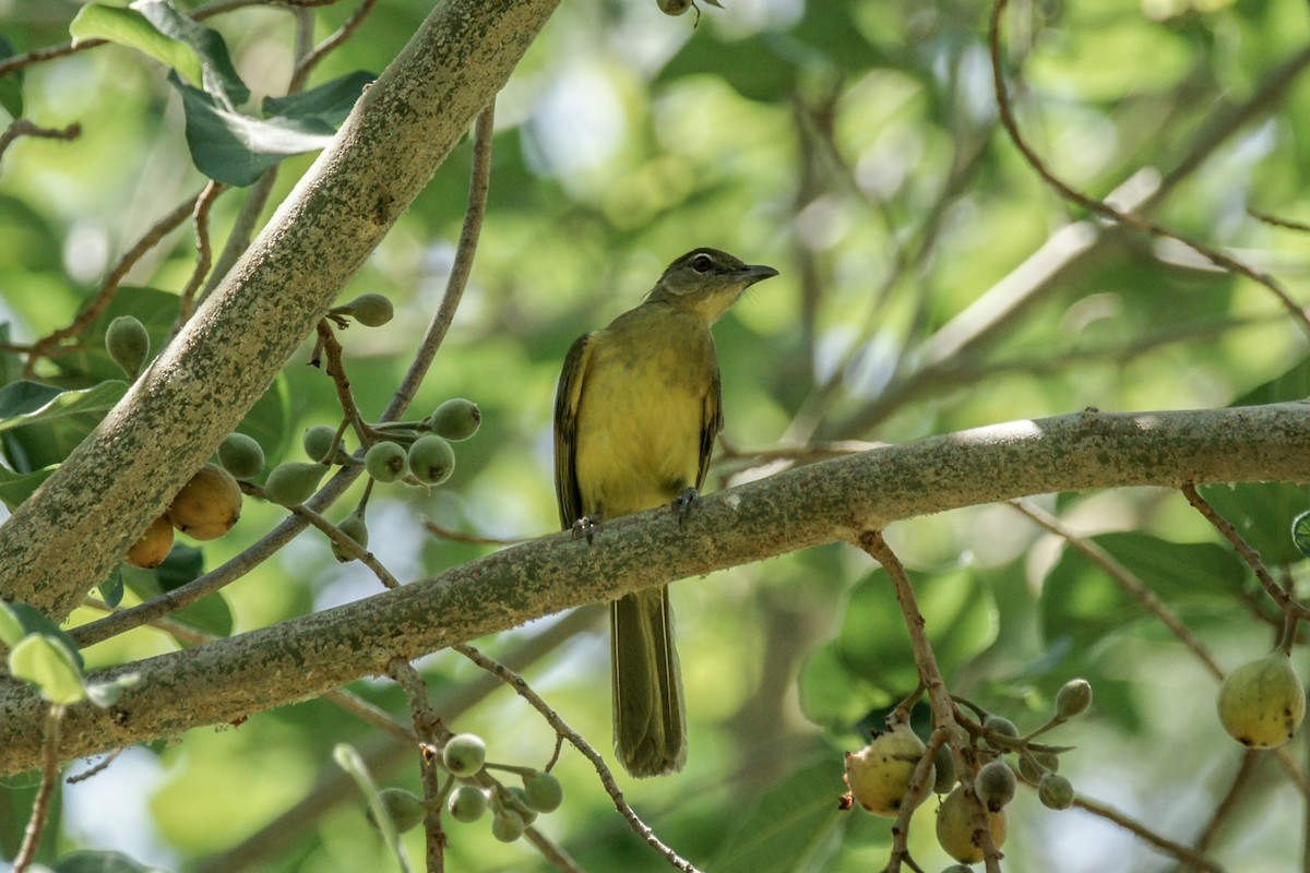 Yellow-bellied Greenbul - ML637911292