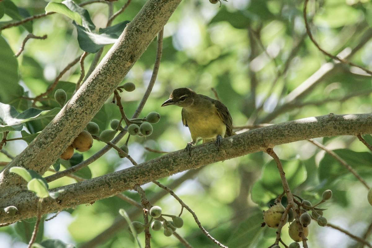 Yellow-bellied Greenbul - ML637911293