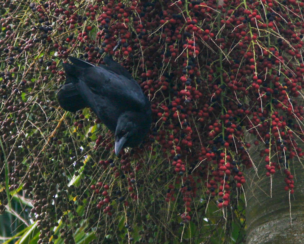 Cuban Crow - ML637911297