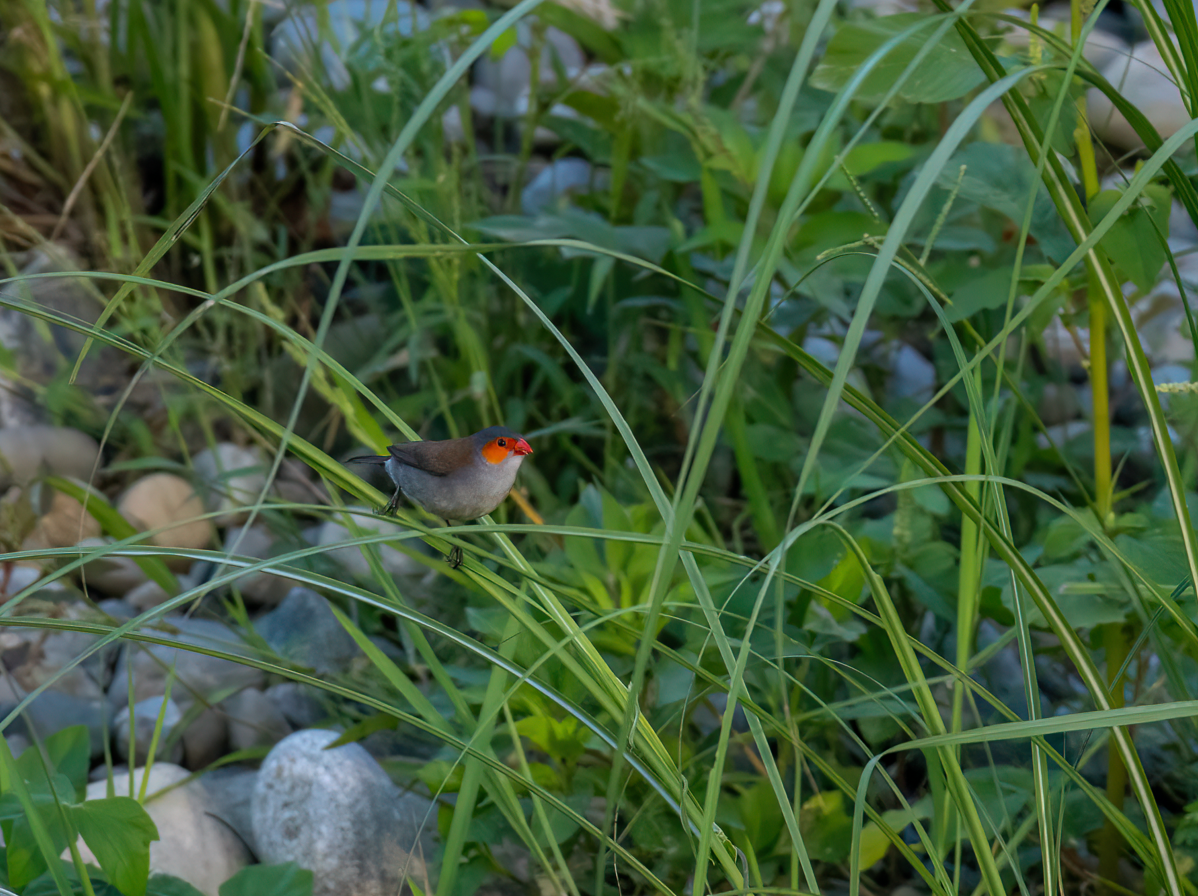 Orange-cheeked Waxbill - ML637911302