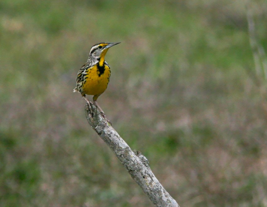Eastern Meadowlark (Cuban) - ML637911305