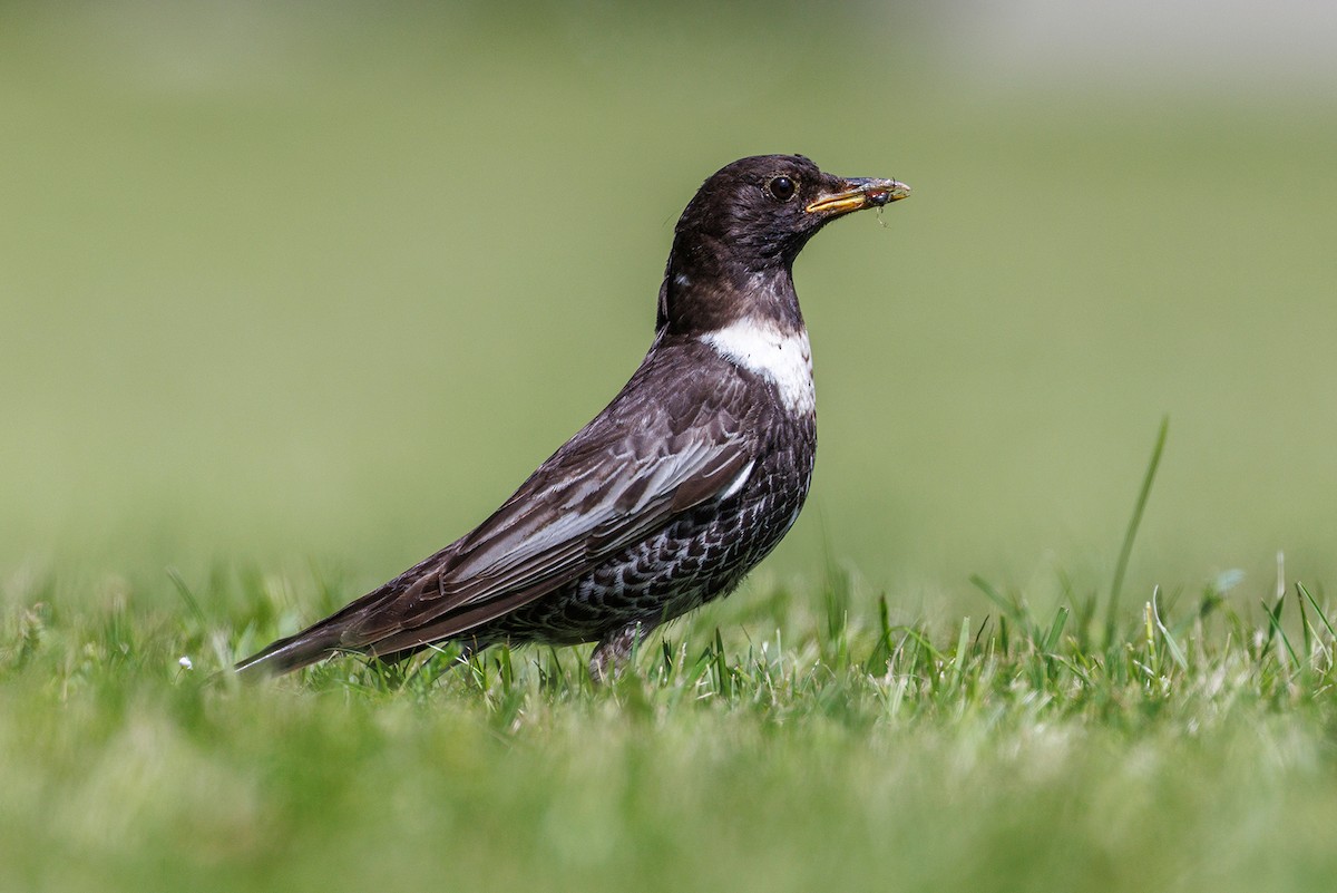 Ring Ouzel - ML637911314