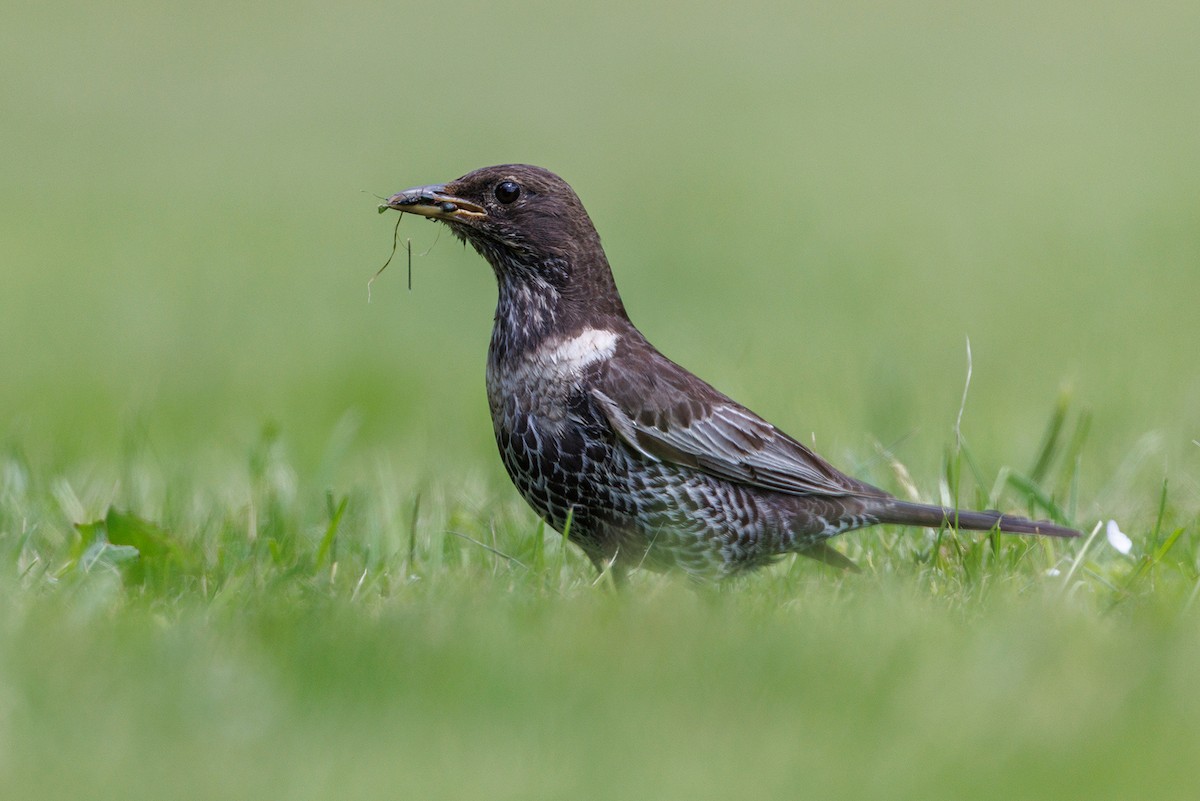 Ring Ouzel - ML637911315
