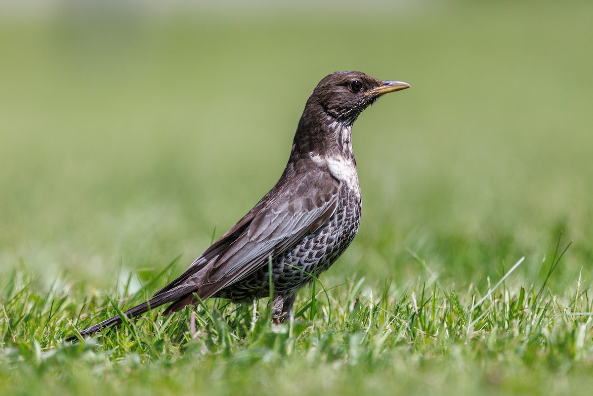 Ring Ouzel - ML637911316