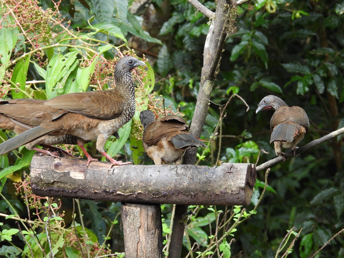 Speckled Chachalaca - ML637911321