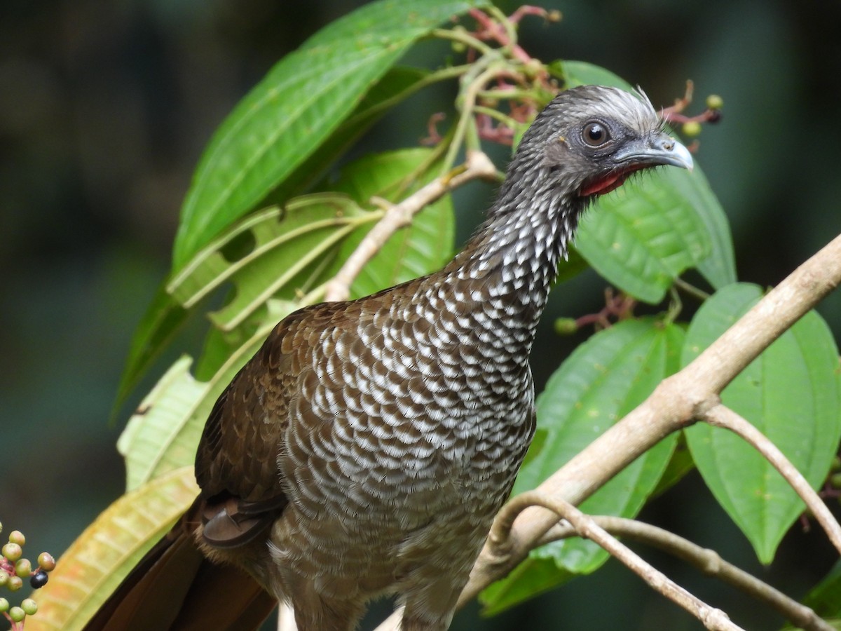 Speckled Chachalaca - ML637911322