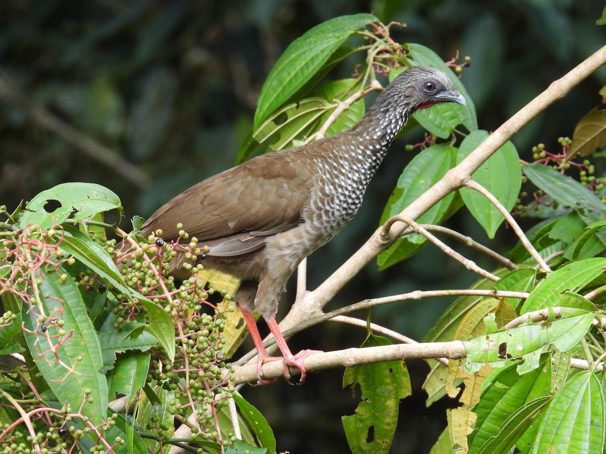 Speckled Chachalaca - ML637911323