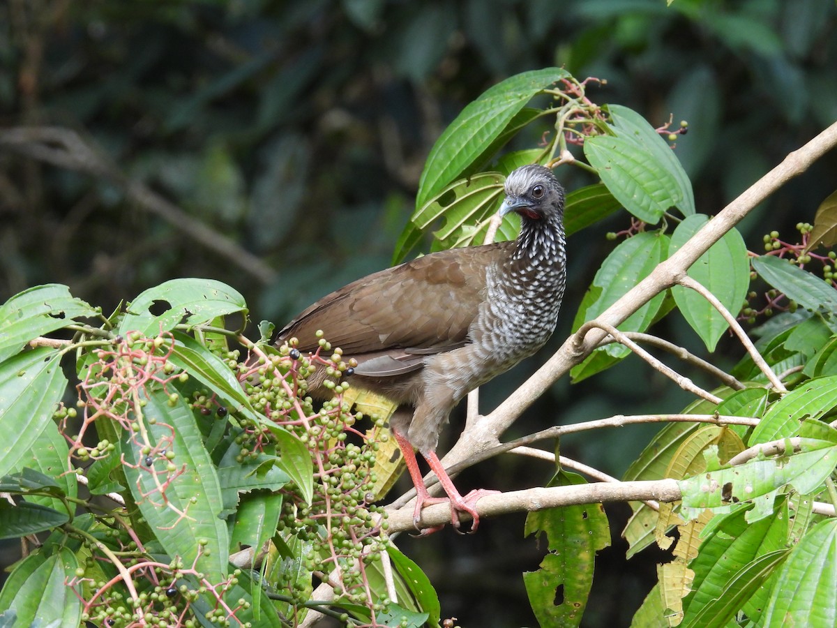 Speckled Chachalaca - ML637911324