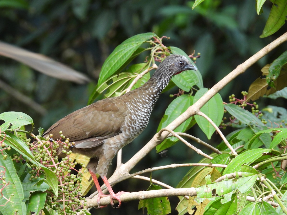 Speckled Chachalaca - ML637911325