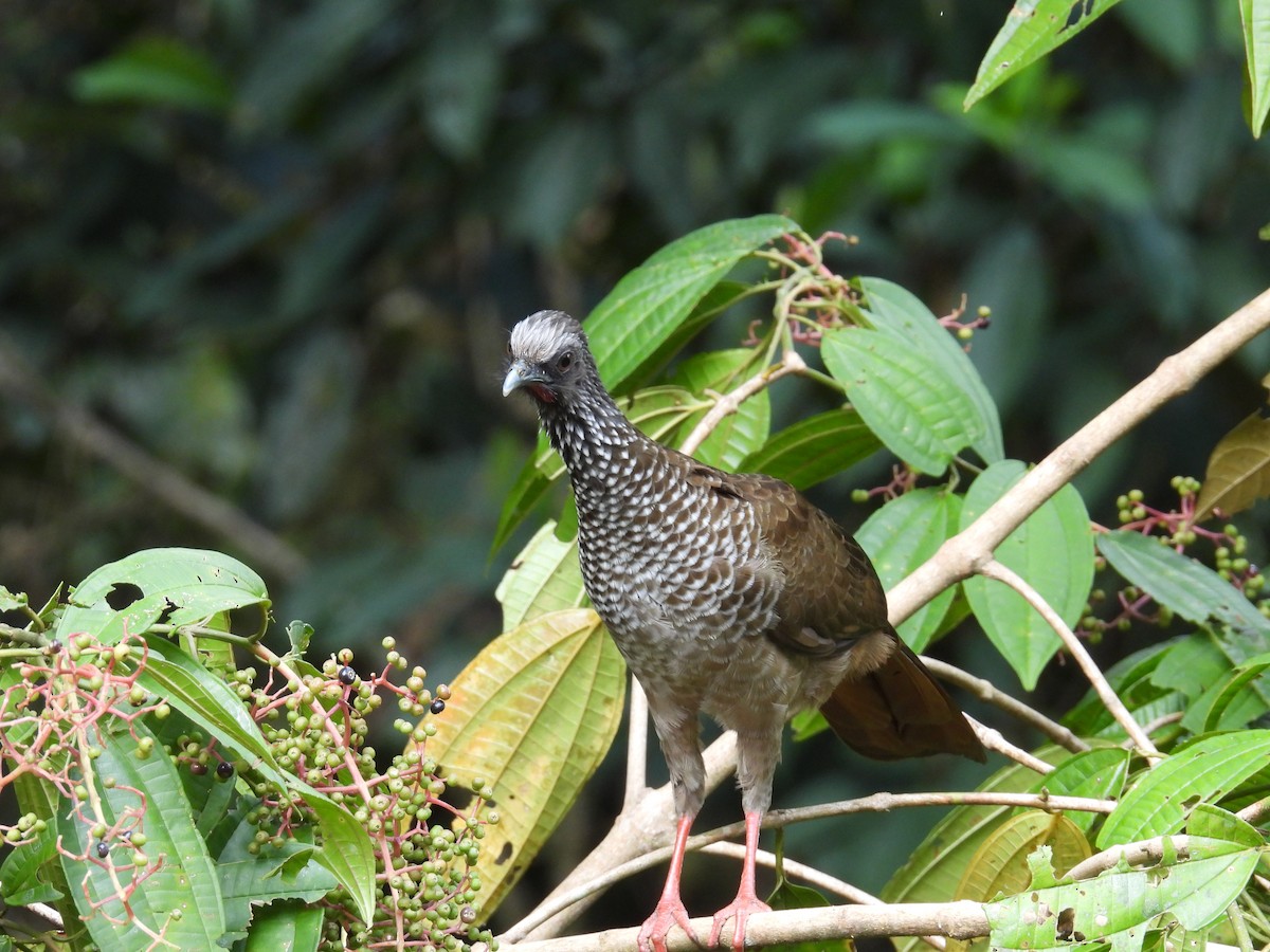 Speckled Chachalaca - ML637911326