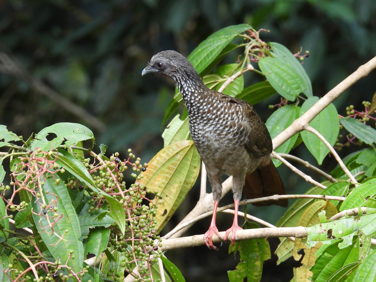 Speckled Chachalaca - ML637911327