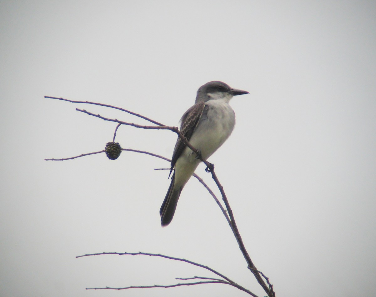 Gray Kingbird - ML637911333