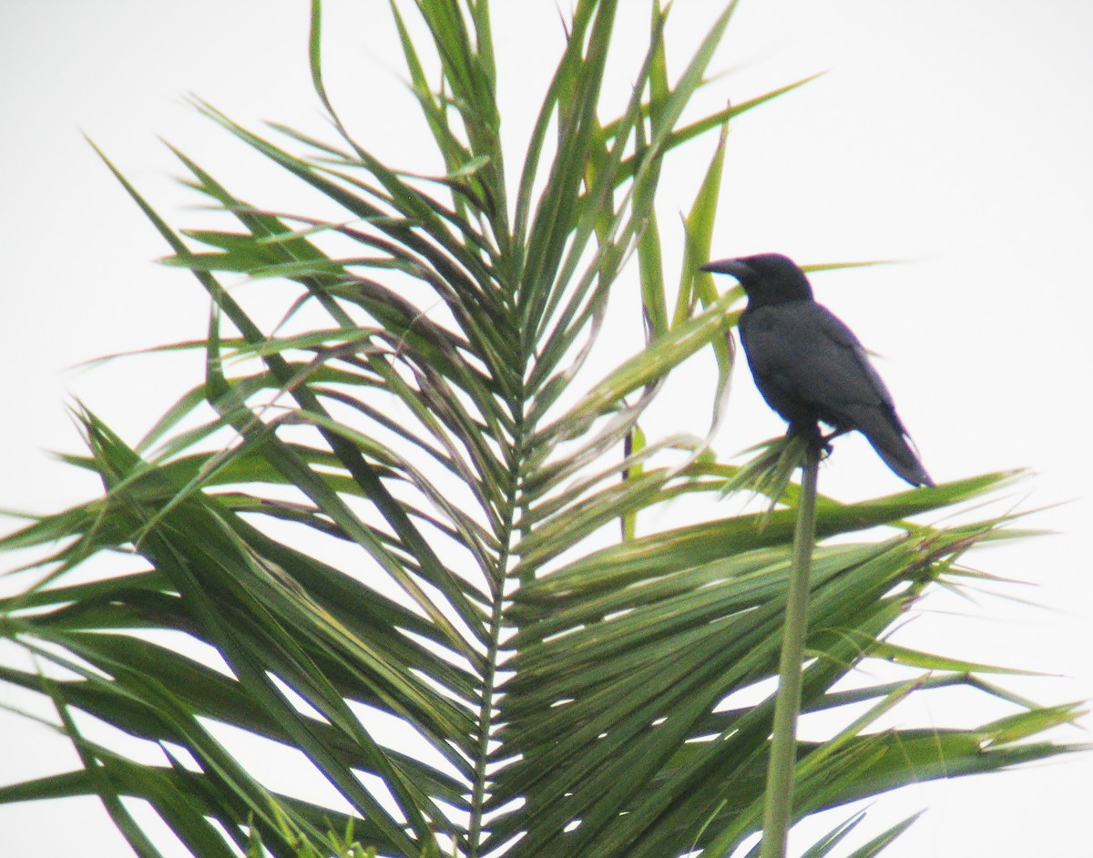 Cuban Palm-Crow - ML637911341