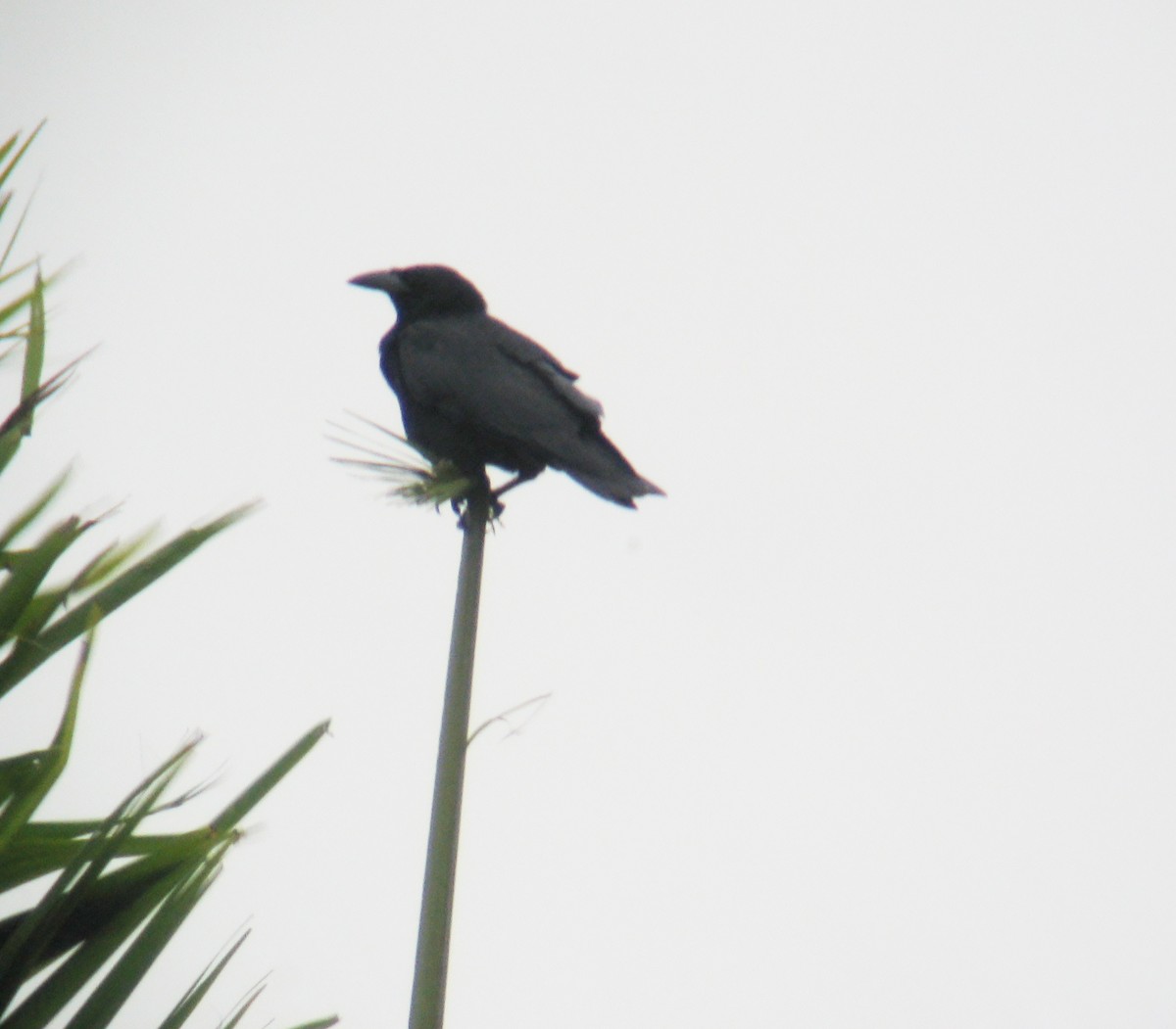 Cuban Palm-Crow - ML637911349