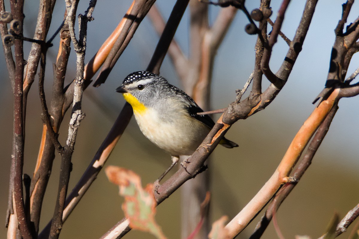 Spotted Pardalote - ML637911354