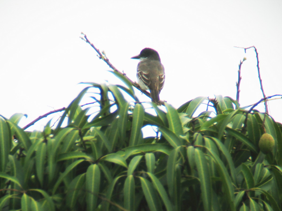 Giant Kingbird - ML637911355