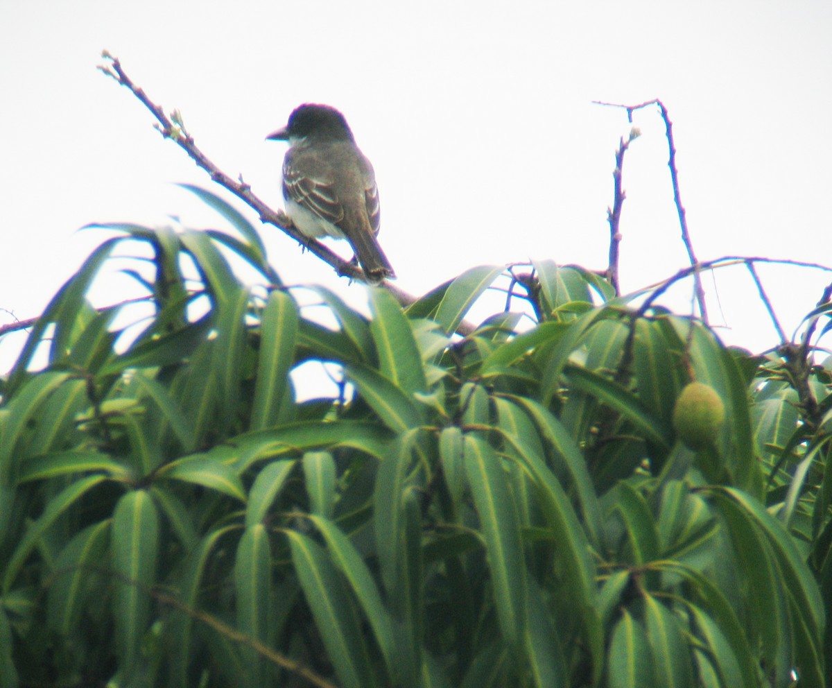 Giant Kingbird - ML637911358