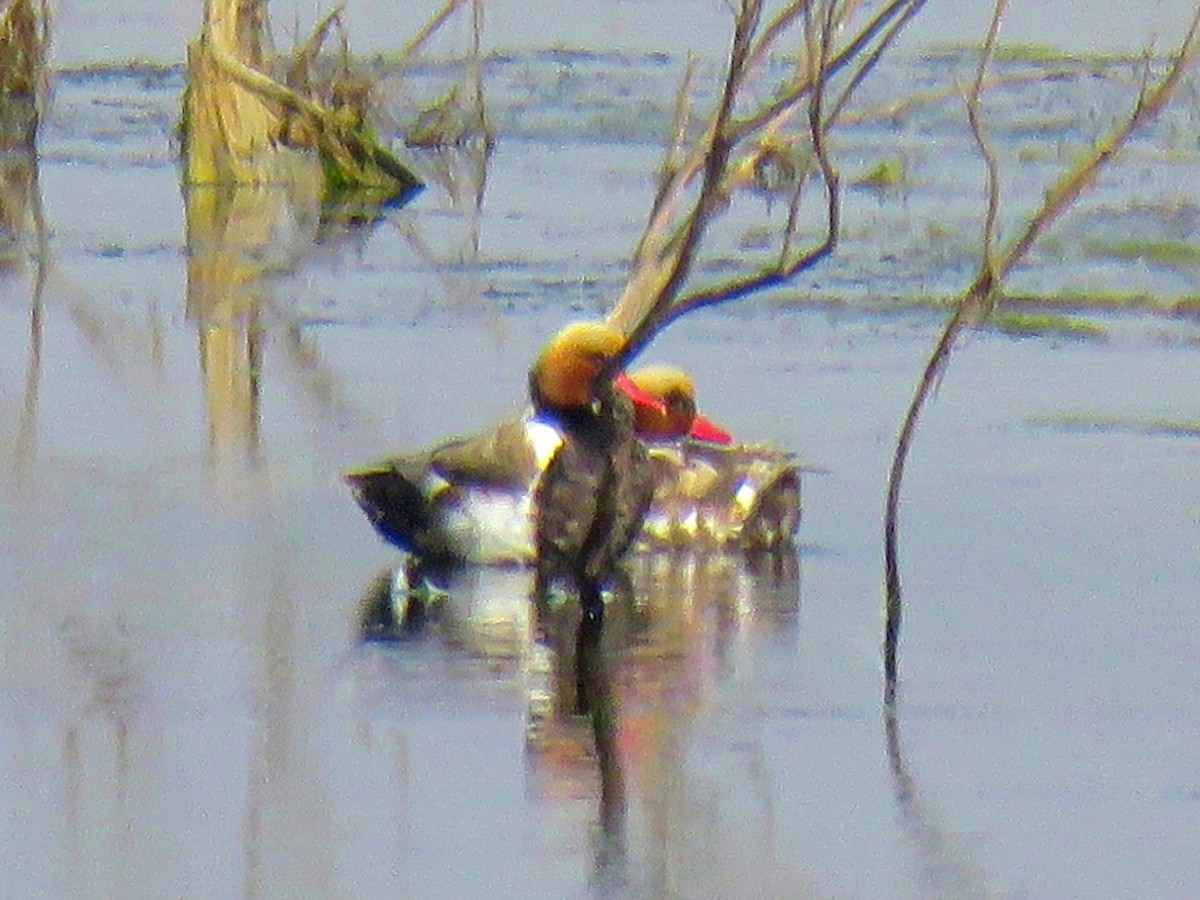 Red-crested Pochard - ML637911371