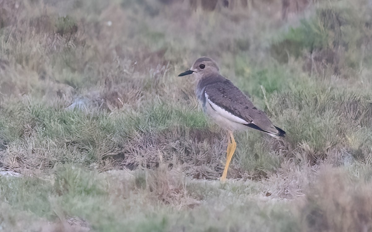 White-tailed Lapwing - ML637911374