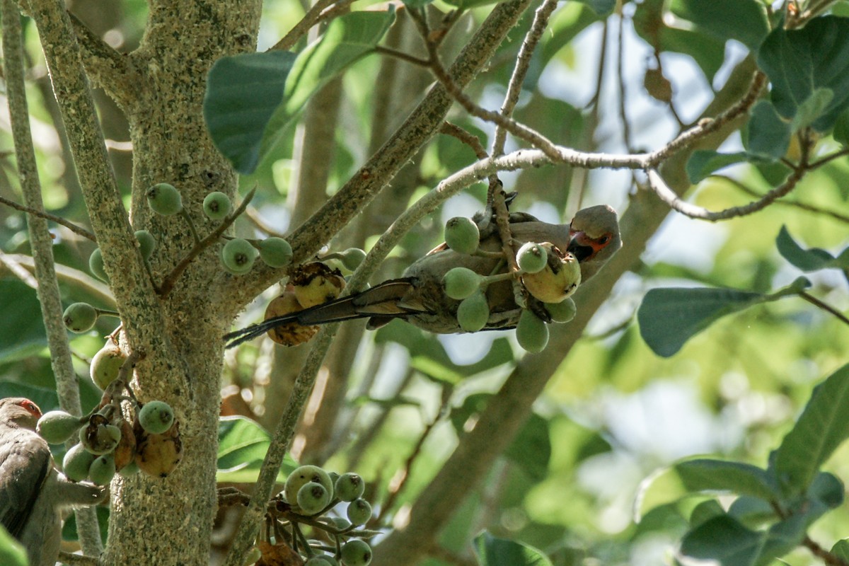 Red-faced Mousebird - ML637911395
