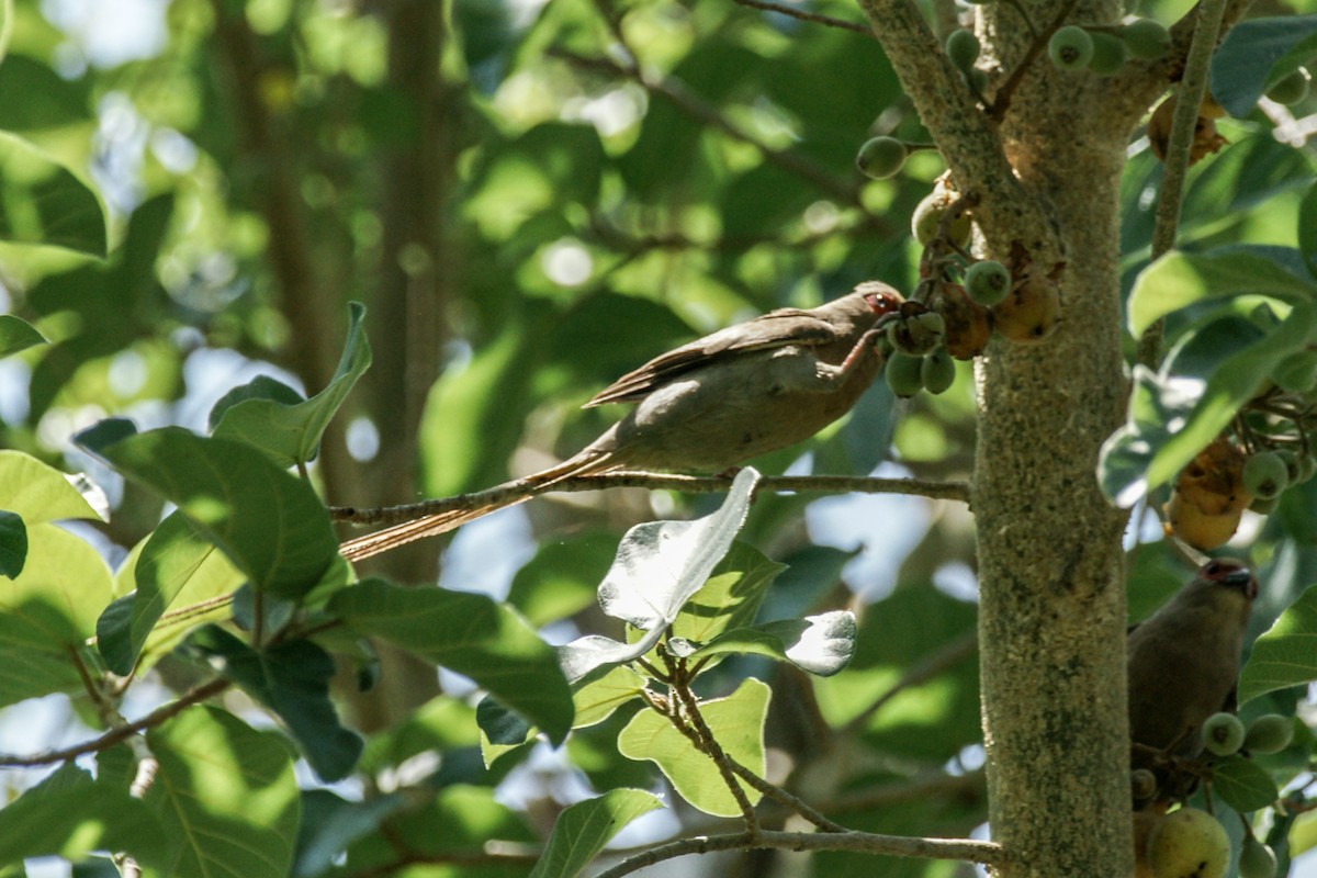 Red-faced Mousebird - ML637911396