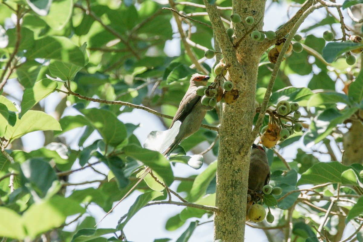Red-faced Mousebird - ML637911399