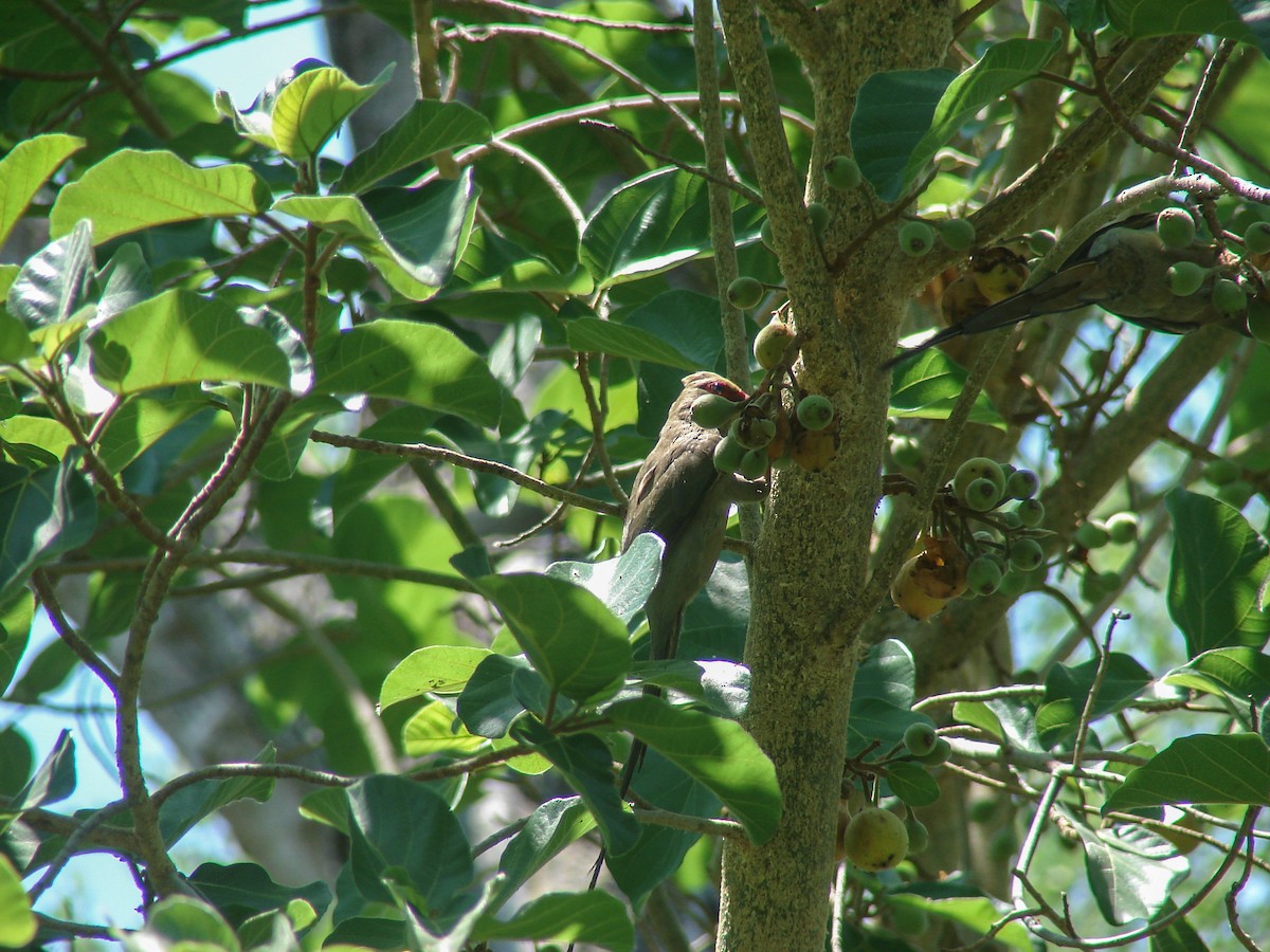 Red-faced Mousebird - ML637911401