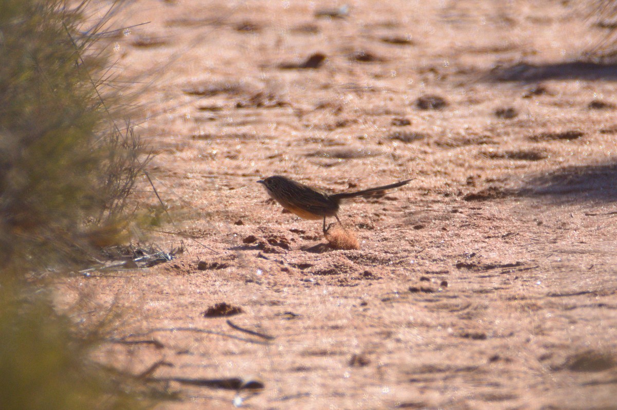 Striated Grasswren - ML637911402