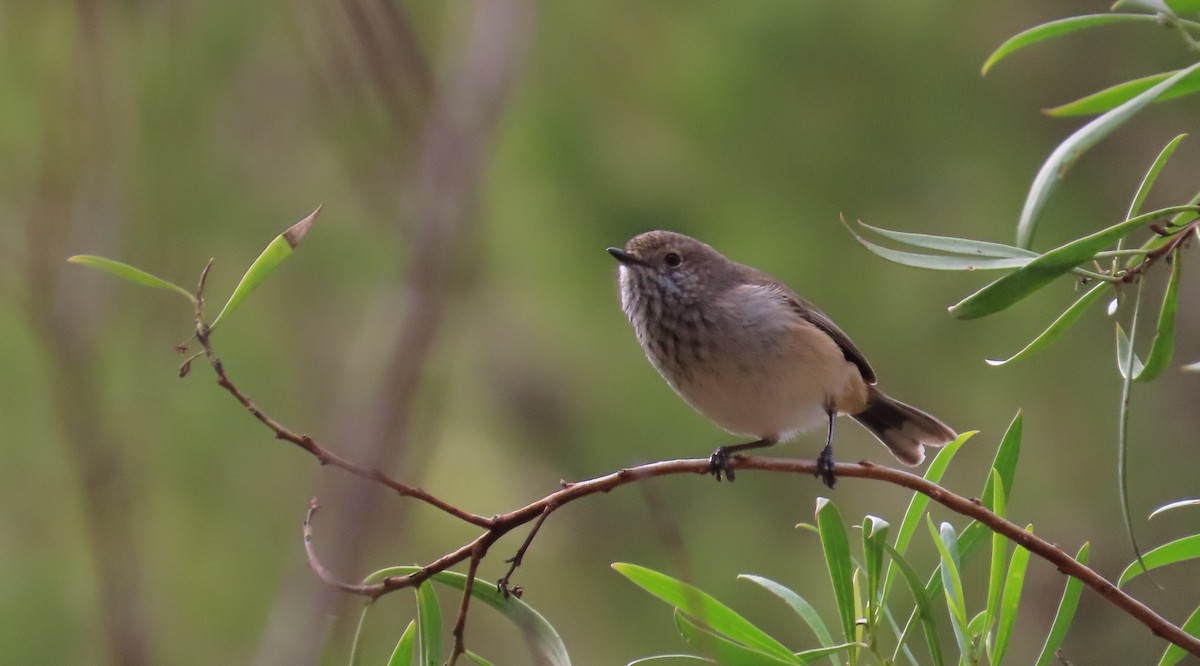 Inland Thornbill - ML637911410