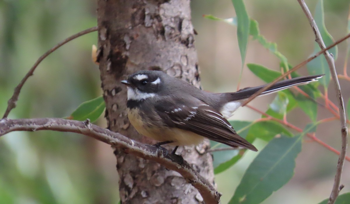 Gray Fantail - ML637911416